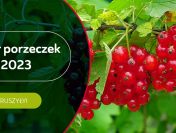 ZBIÓR PORZECZEK W HOLANDII (M/K)