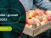 ZBIÓR JABŁEK I GRUSZEK W HOLANDII (M/K)