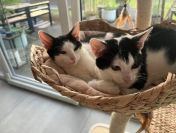Dwie 3 miesięczne kotki do adopcji