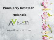 Praca w Holandii przy kwiatach – bez doświadczenia i języka!
