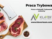 Trybowanie wołowiny- praca w Holandii od zaraz