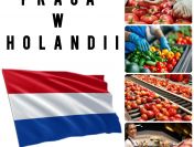 Pracownik szklarni z papryką - 200 euro na start + zwrot kosztów dojazdu !