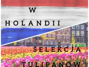 Praca przy tulipanach - Holandia
