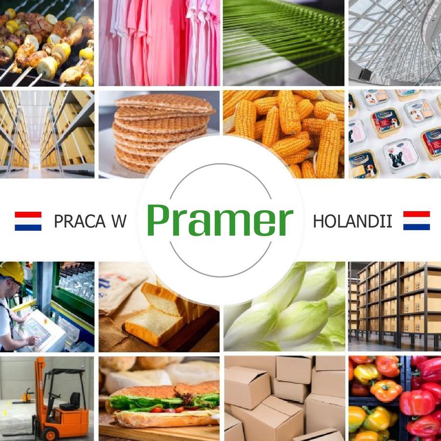 Pracownik przy zbiorze pieczarek - praca w Holandii  - Zdjęcie 1