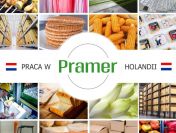 Pracownik przy zbiorze pieczarek - praca w Holandii