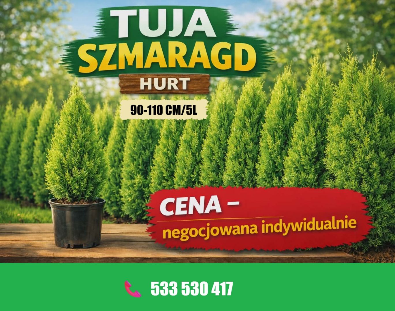 Tuja szmaragd doniczka 5 L wysokosc 90-110 cm Nosówko k. Białogardu - Zdjęcie 1