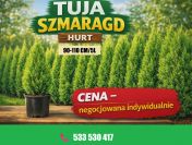 Tuja szmaragd doniczka 5 L wysokosc 90-110 cm