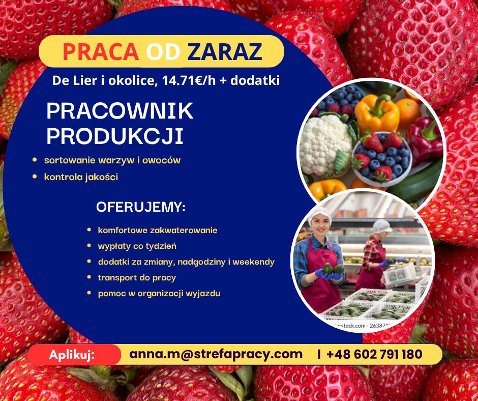 Praca na sortowni warzyw i owoców w Holandii - bez języka - wyjazdy co tydzień  - Zdjęcie 1